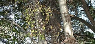 Image result for Ficus sur