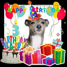 Funny Birthday Wishes In Italian Happy Birthday Italian Greyhound Grey Hound Dog Italian Greyhound Chihuahua Lover