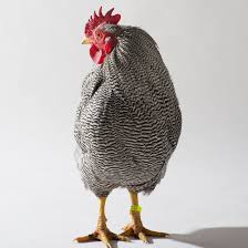 Incompréhensions tactiques, reproches entre joueurs, tensions chez les proches. Eier Und Fleisch Vom Gleichen Huhn Das Tont Gut Wirft Aber Okonomische Und Okologische Fragen Auf Nzz