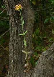 Image result for Kalanchoe lanceolata