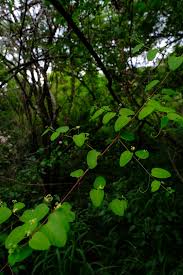 Image result for Helinus integrifolius