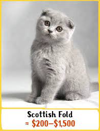 Looking for monkey near chicago. 19 Awesome Cats That Cost A Fortune