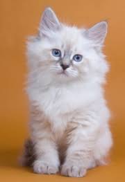 With their playful personalities and cuddly nature, they this enhances size, mood, fur, and energy. Siberian Cats For Sale