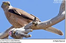 They are classified as raptors, that is, birds which prey on other smaller birds and animals. Hawks Interesting Facts And Species Information Beauty Of Birds