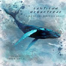 The humpback whale (megaptera novaeangliae) is a baleen whale. Canticum Megapterae Song Of The Humpback Whale 16 Bit Various Artists Inner Child Music