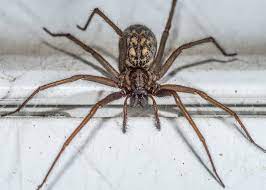 Eigentlich sind die kleinen krabbeltiere nützlich, doch spinnen sind für viele menschen der inbegriff des ekels. Hauswinkelspinne Wieder Verstarkt In Wohnungen So Vertreibt Ihr Sie Antenne Bayern