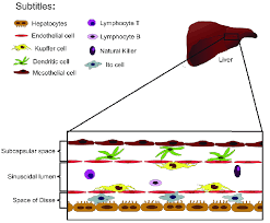We did not find results for: Schematic Representation Of Liver Cell Populations In Addition To The Download Scientific Diagram