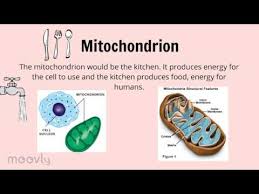 Many animal species have specific mating (or breeding) periods e.g. Plant Cell Compared To A House Youtube