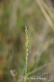 Image result for Entolasia