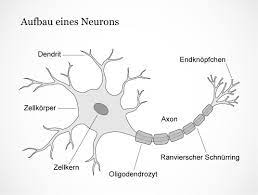 ‚nerv') genannt, ist eine auf erregungsleitung und erregungsübertragung spezialisierte zelle, die als zelltyp in gewebetieren und damit in nahezu allen vielzelligen tieren vorkommt. Mediathek Bild Aufbau Eines Neurons