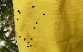 So i watched glitchtale origins again and i decided to make a fanart of my two fav gurls cuz why not? Orne Quelles Sont Ces Petites Betes Noires Qui Envahissent Nos Jardins La Roche Sur Yon Maville Com