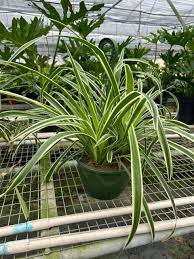 Image result for Chlorophytum hirsutum