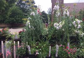 Maybe you would like to learn more about one of these? Bring Back Ideas And Living Souvenirs From Williamsburg S Gardens Pittsburgh Post Gazette