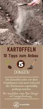 10 Tipps Fur Den Kartoffelanbau Im Eigenen Garten Mit Bildern Kartoffelanbau Kartoffelpflanzen Kartoffeln Wachsen