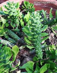 Image result for Monadenium lugardiae