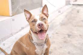 Chắc lúc cắn người xong nó nghĩ nó đã làm tốt lắm, nó là good boys, và nó ko biết vì sao mình lại bị giết luôn. Co Nen Phá»'i Giá»'ng Cho Bulldog Vá»›i Cho Pitbull Khong Vietpet
