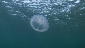 moon jellyfish the wildlife trusts