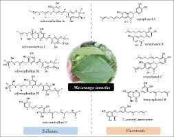 Image result for Macaranga schweinfurthii