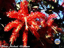 Image result for Triplaris americana