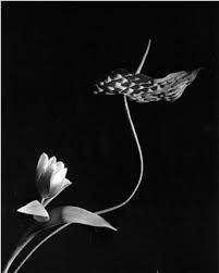 Horst P Horst Tulip With Anthurium Oyster Bay New York 1989 Staley Wise Gallery Oyster Bay Black And White Photography Fine Art