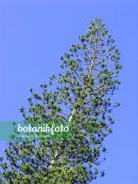 Image result for Araucaria columnaris