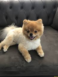 Sahibinden Pomeranian Boo 239155 Bikopek Com