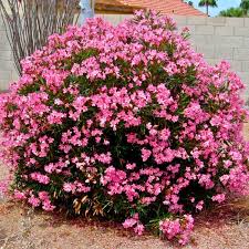 Image result for Oleandra