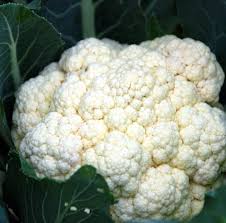 Check spelling or type a new query. Coltivare Il Cavolfiore Consigli Dalla Semina Alla Raccolta
