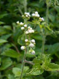 Image result for Ethulia conyzoides