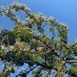 Image result for Erianthemum dregei