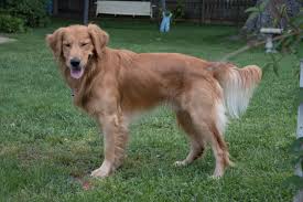 All about a golden retriever. Handsome Dogs For You In These Trying Times Field Vs Show Goldens