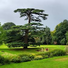 Image result for Terminalia mantaly