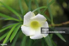 Image result for Cascabela