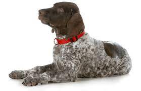 If birch is the puppy of your dreams, please contact. German Shorthaired Pointer Puppies For Sale In Iowa Adoptapet Com