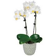 We would like to show you a description here but the site won't allow us. Flowers Arrangements Shop H E B Everyday Low Prices