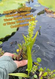 Image result for Habenaria indiana