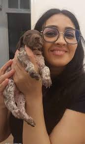 My first GSP puppy…meet 7 week old Finn. I am so in love 🥰