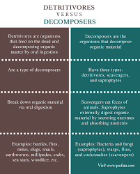 Difference Between Detritivores And Decomposers Comparison Summary Decompose Nitrogen Cycle Definitions