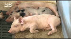 Dermatoze rebele, eczeme vechi si psoriazis se recomanda: Top 5 Rase De Porci Cu Cel Mai Bun Randament La ProducÈia De Carne Youtube