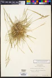 Image result for Sporobolus coromandelianus