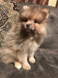 Black And Brown Pomeranian Puppies For Sale Pomeranian Puppy For Sale In Azle Tx Adn 32949 On Puppyfinder Com Gender Male Age 9 Weeks Old Pomeranian Puppy Pomeranian Puppy For Sale Puppies For Sale
