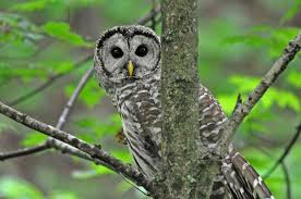 Birds In My Area Now What A Great Day Owl Barred Owl Animals