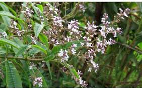 Image result for Aloysia citrodora