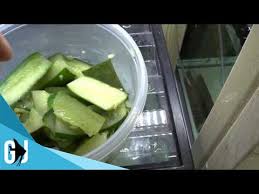 How often should i feed my pleco zucchini. 287 How To Blanch Cucumbers Zucchini For Plecos Crayfish Tank Tip Youtube
