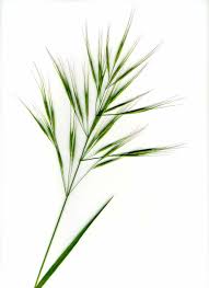 Image result for Poaceae