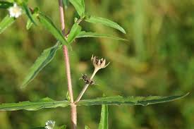 Image result for Eclipta prostrata