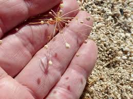 Image result for Hypertelis umbellata