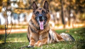 Feeding chart for german shepherd dogs according to their age. German Shepherd Growth Chart Gsd Weight Chart Size Chart