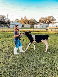 Dairy business in Manatee County faces uncertain future