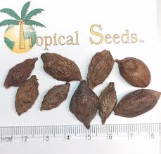 Image result for Terminalia tricristata